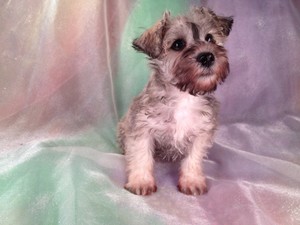 Female Schnoodle Born 10-20-2012 for sale #5|Ship to Boston, Newark, Atlanta, Philadelphia, Providence, or Baltimore for only $150 on Delta